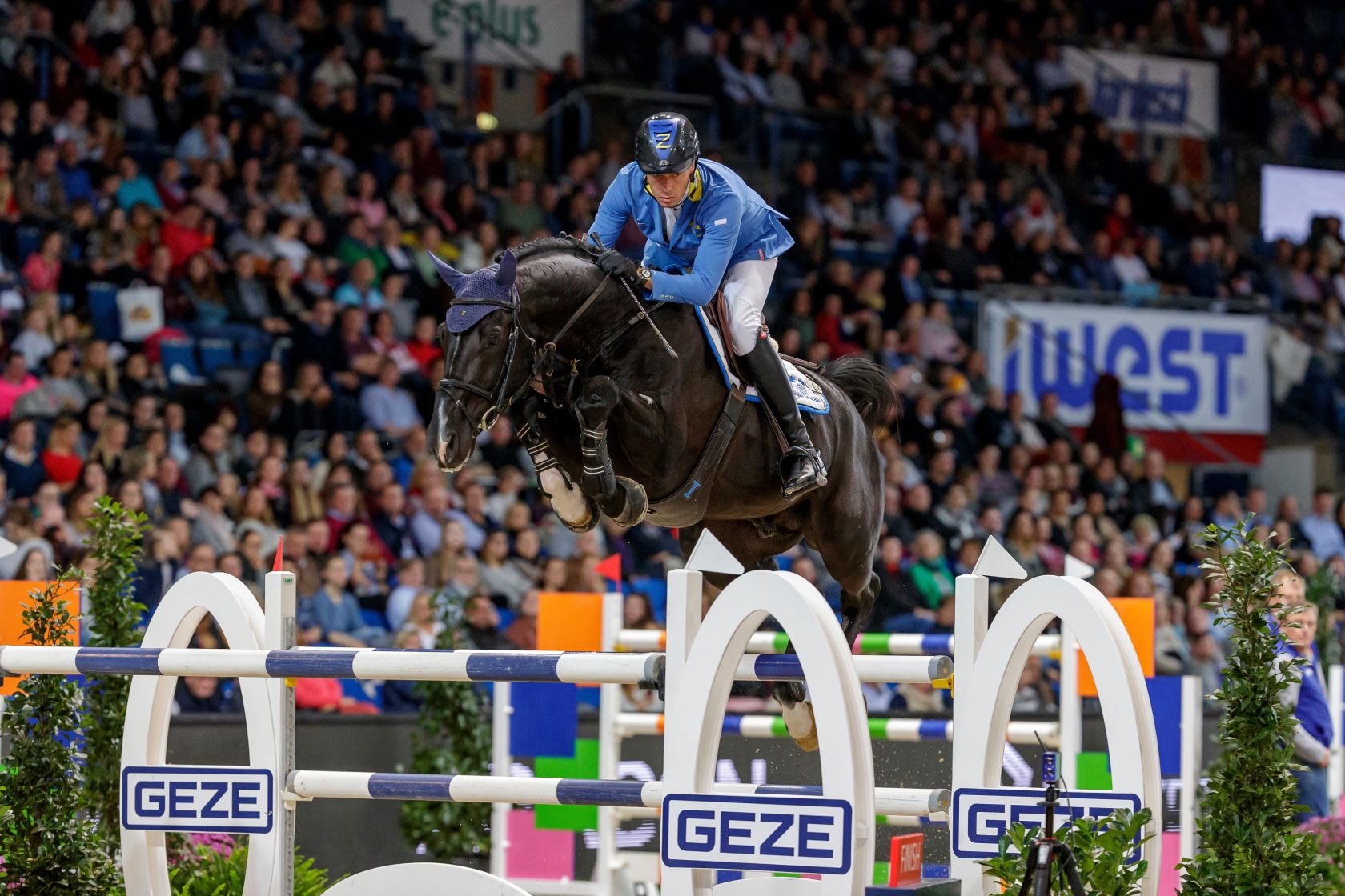 DOMINATOR 2000 Z X QUALITY Z - Frozen embryo | Breeders